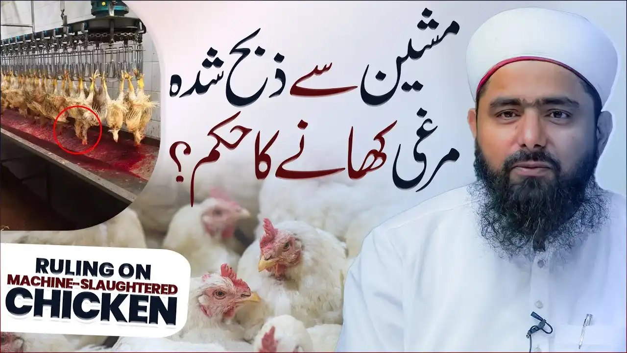 Machine Se Zibah Shuda Murgi Khana Kaisa?